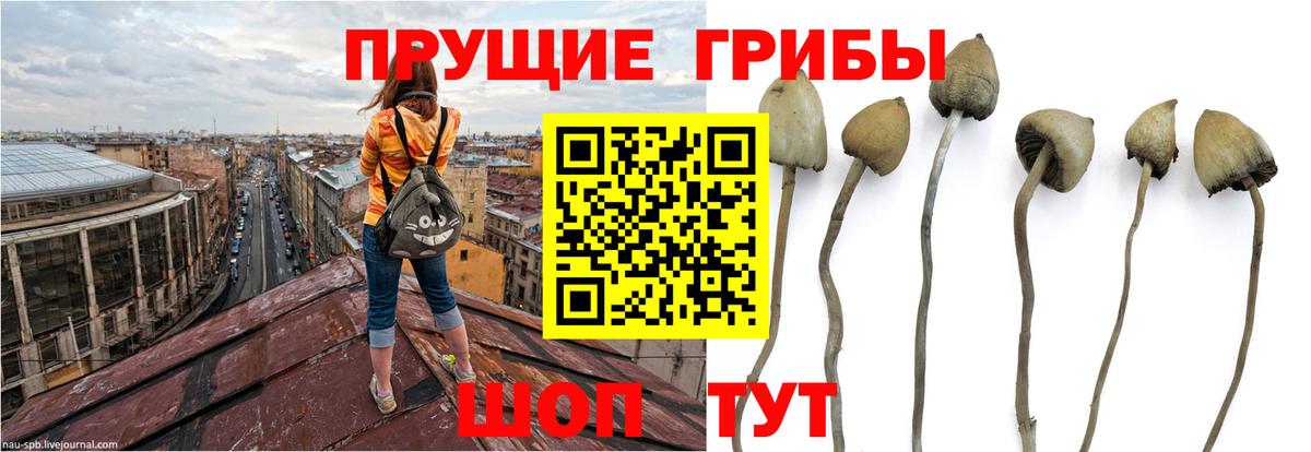 Псилоцибиновые грибы MAGIC MUSHROOMS  Псилоцибиновые грибы GOLDEN TEACHER  Вход с VPN  Белорецк 